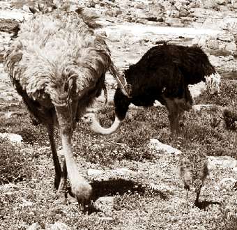 Straußenfamilie pickt vom Boden